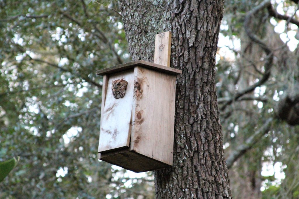 My screech owl nest box with resident!